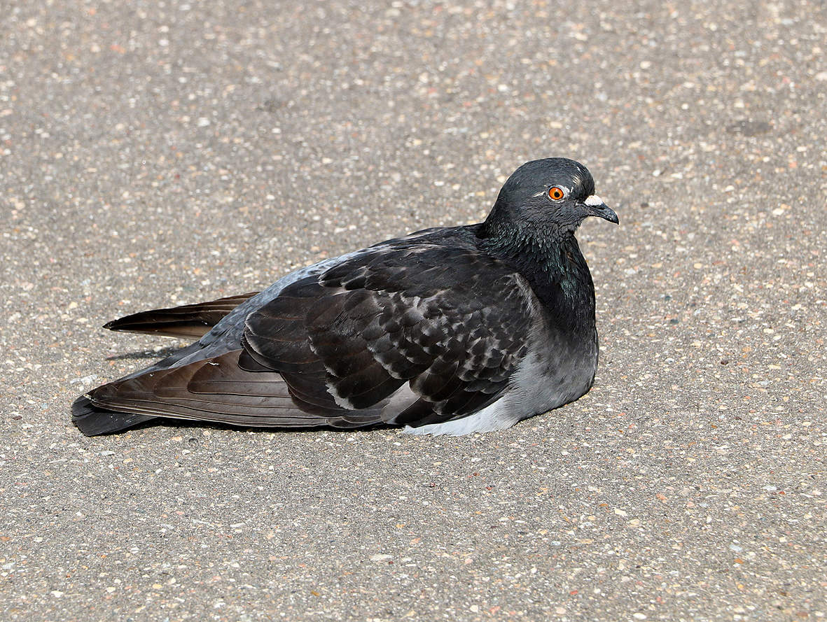 Да, лежу посреди дорожки - кому надо, обойдёт!