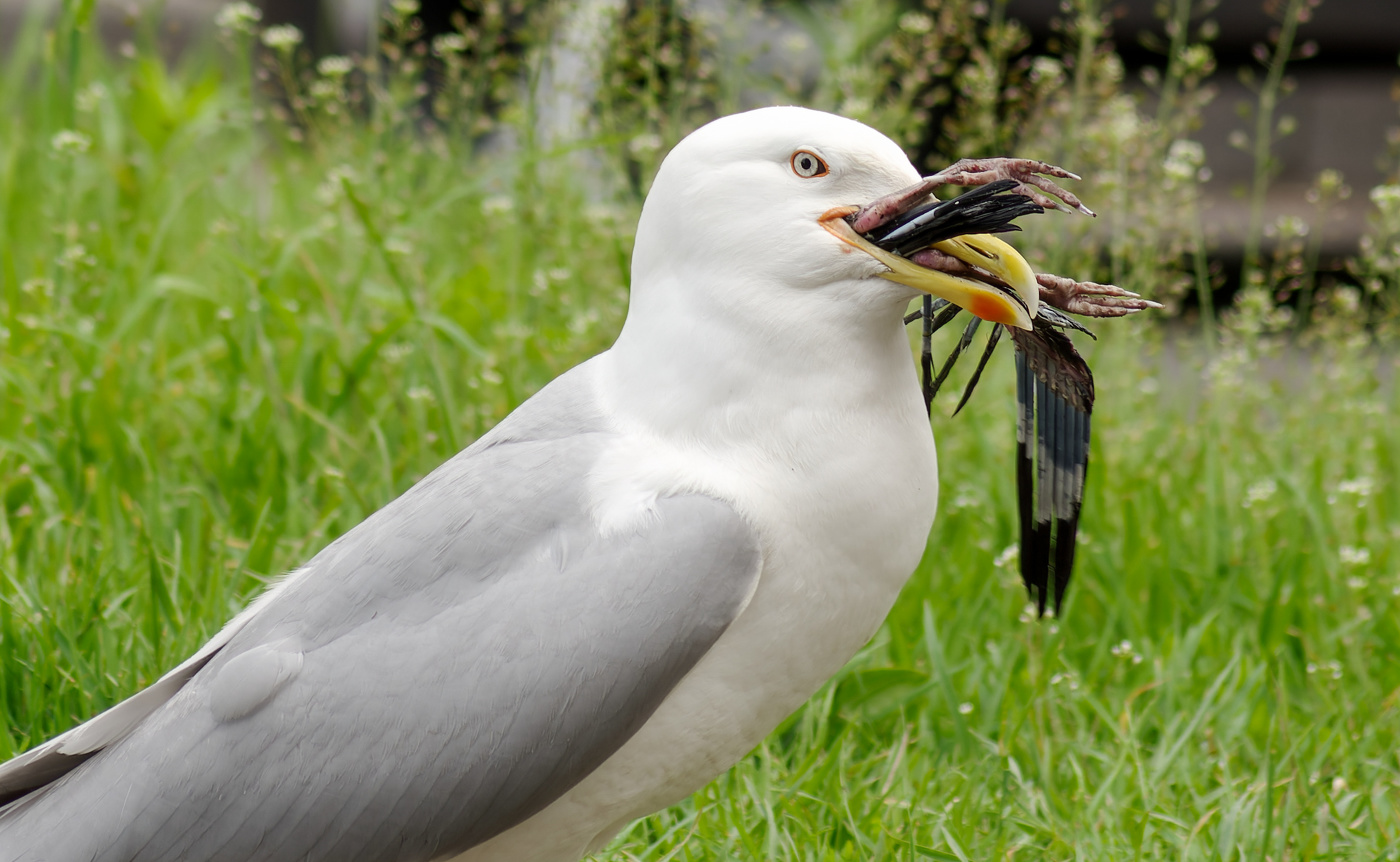 Чайка показывает гуле, свой внутренний мир.