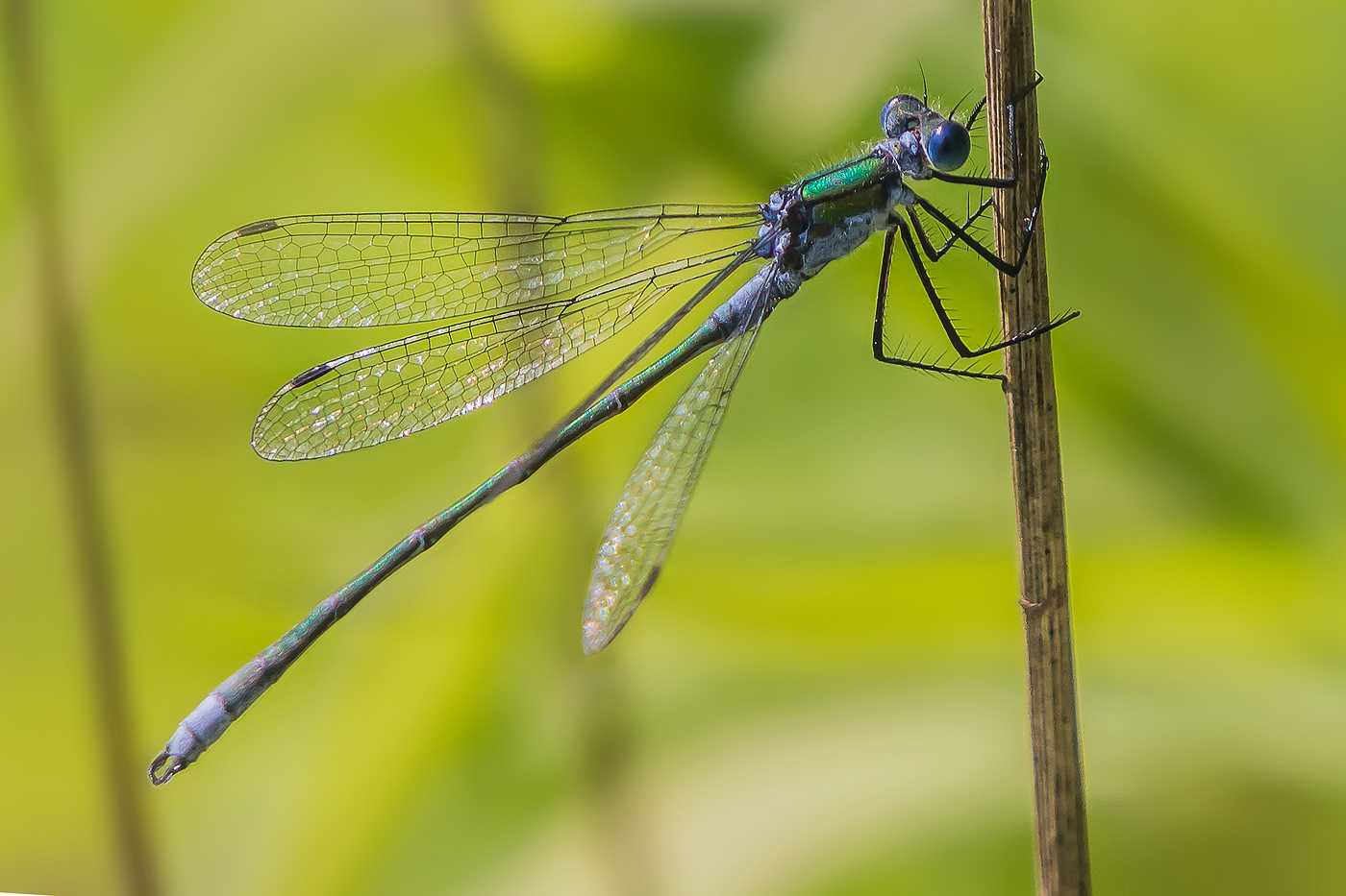 Лютка-дриада