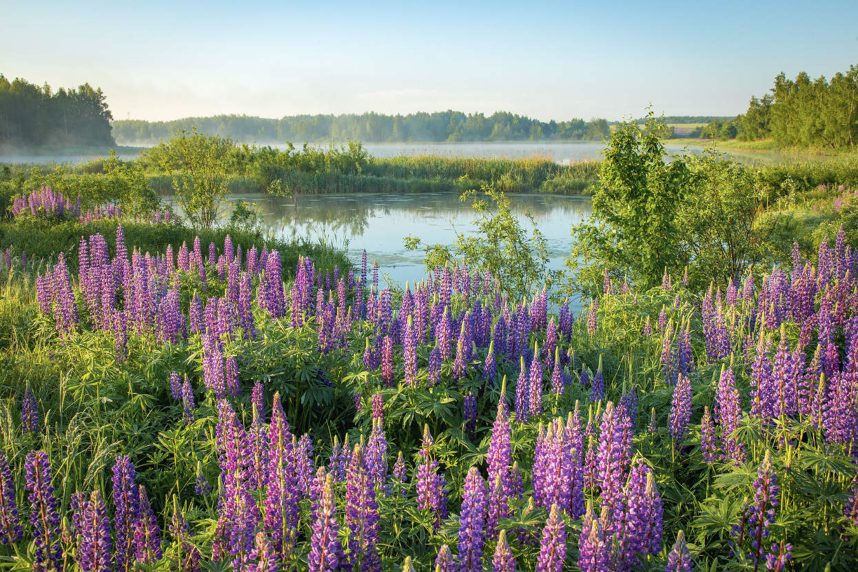 Цветение люпина.