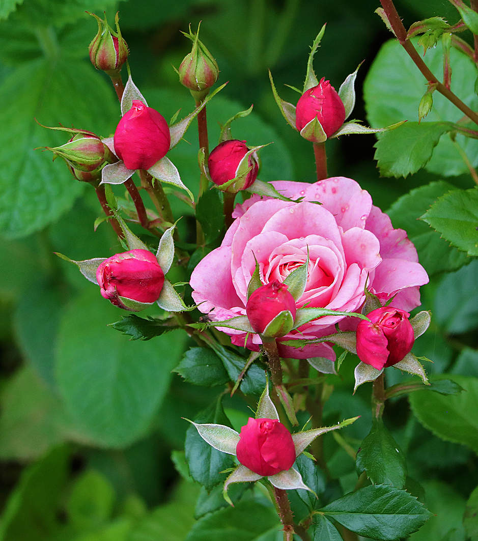 Многодетная мамочка