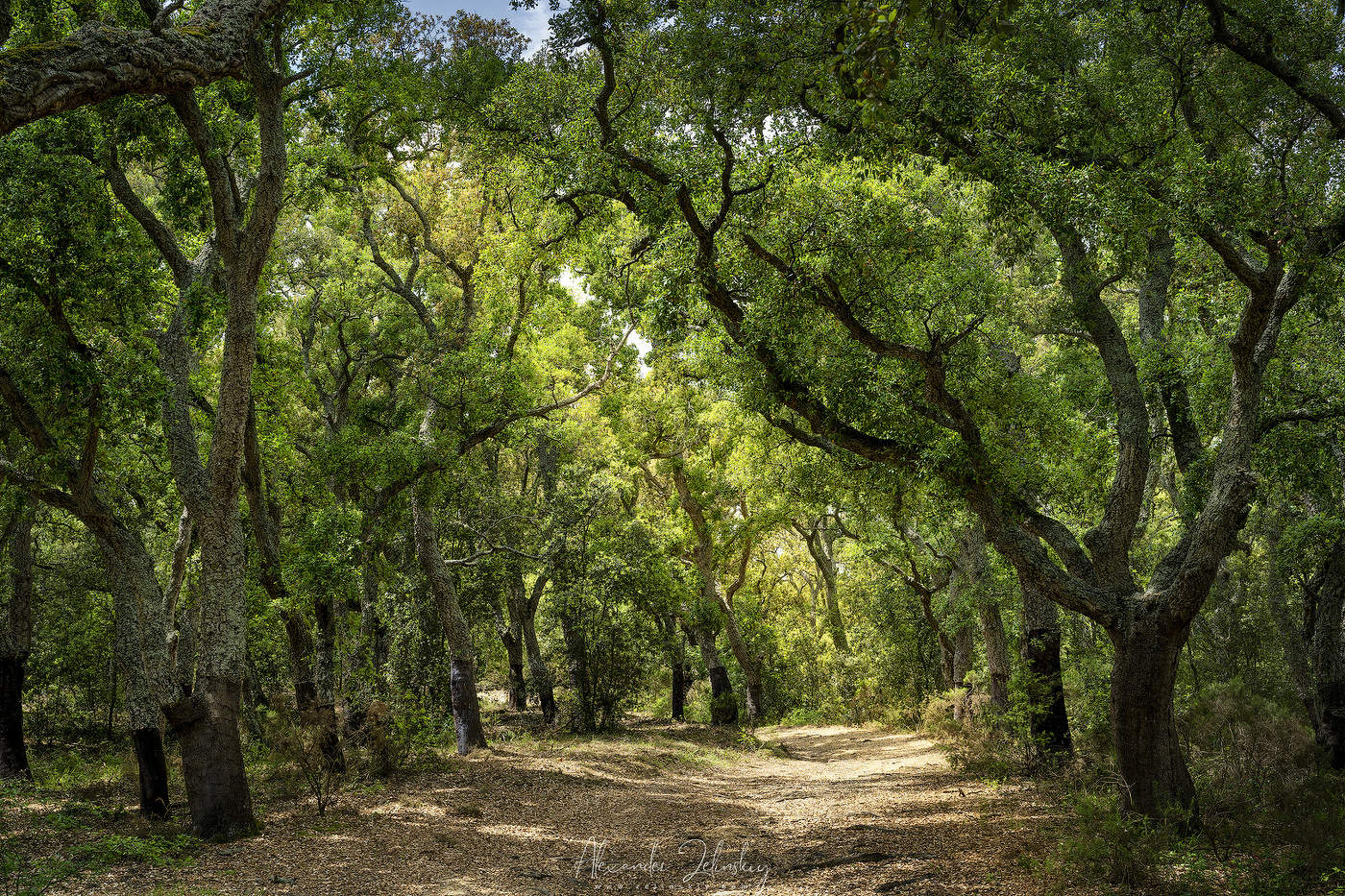 Дубовая роща в солнечный день