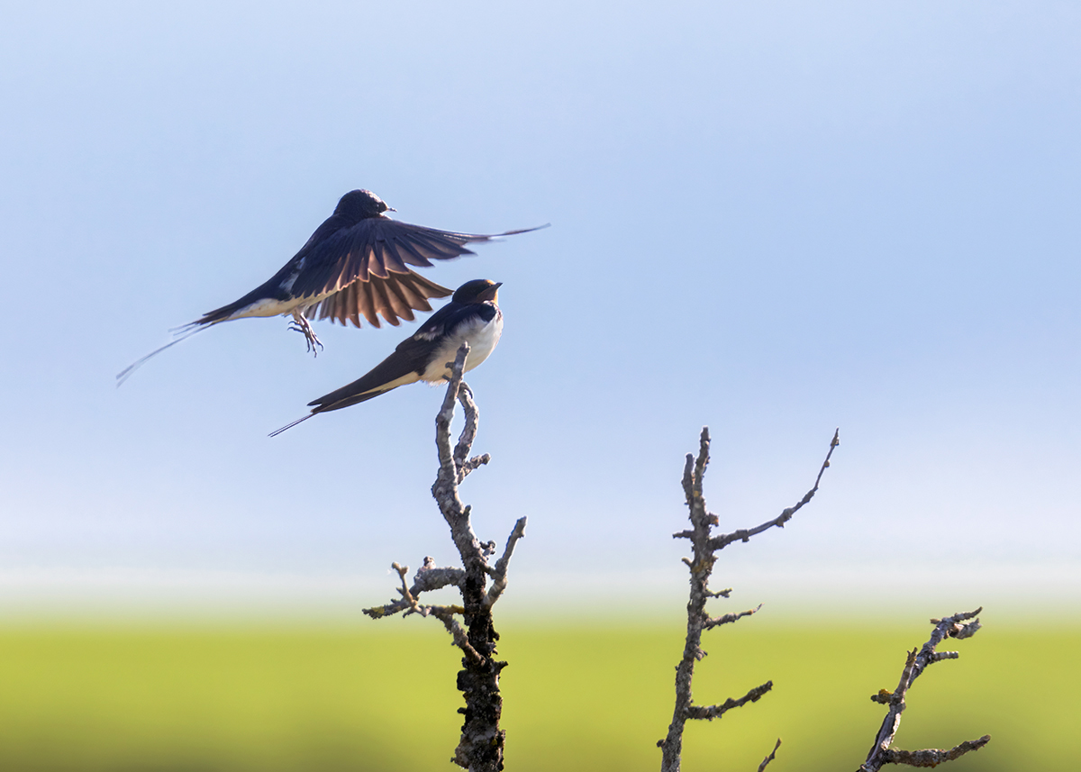 Любовь и ласточки