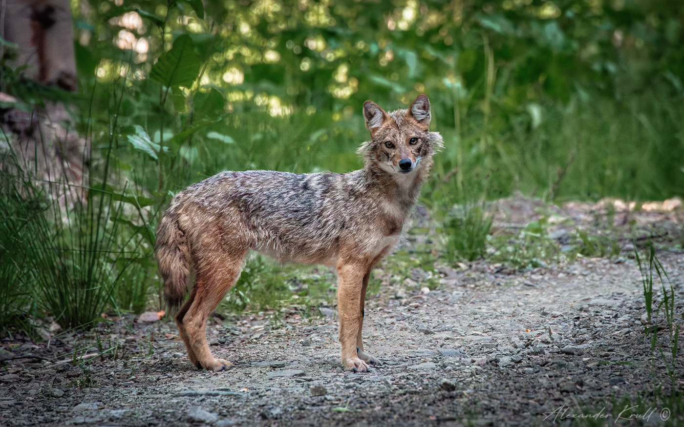 Неожиданная встреча