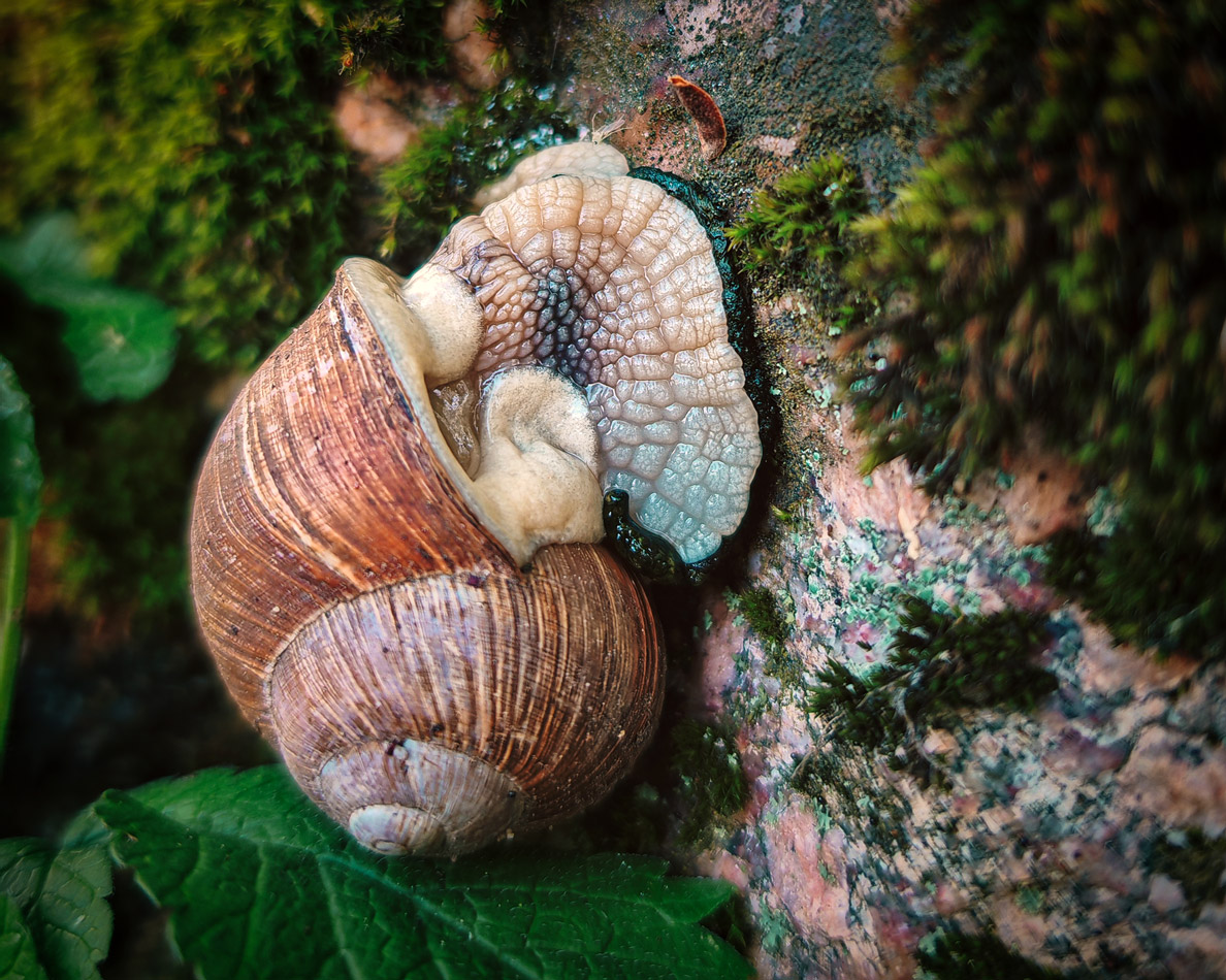 Перламутровая красотка