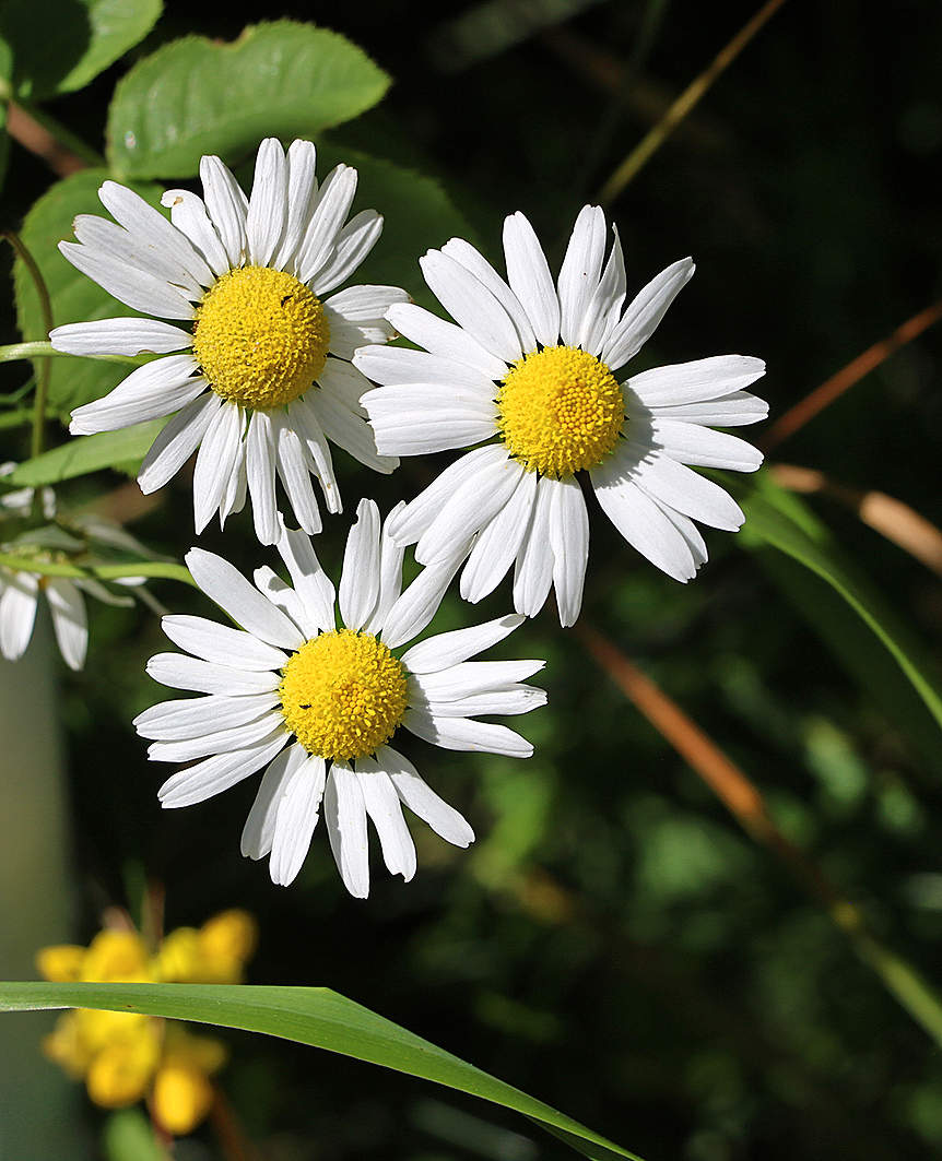 Июльское трио