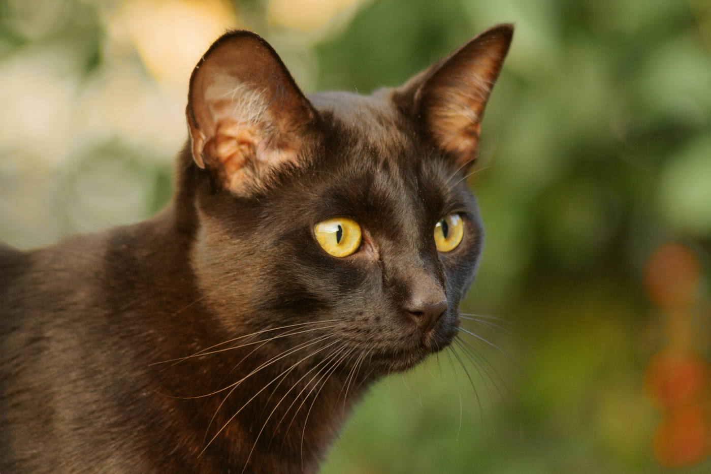 "Эмоциональный портрет"