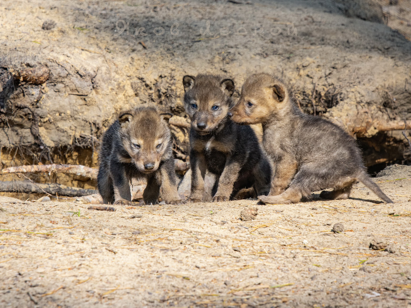 Вылезли на прогулку