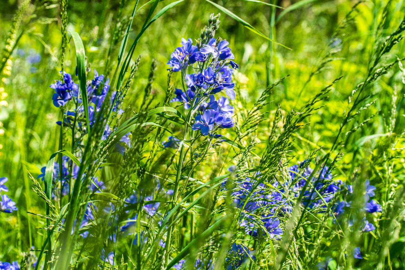 Поднебесные зубья