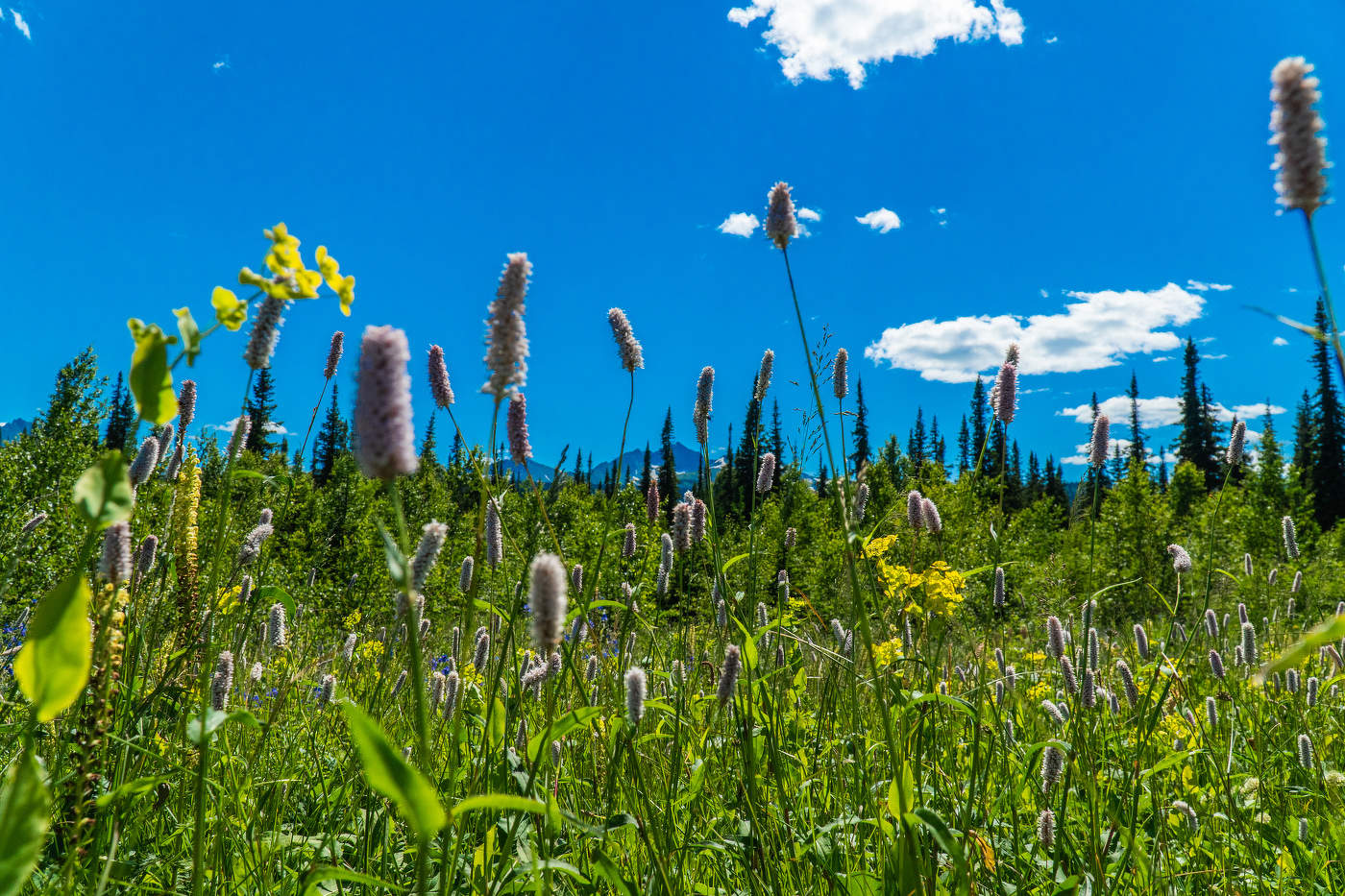 Поднебесные зубья