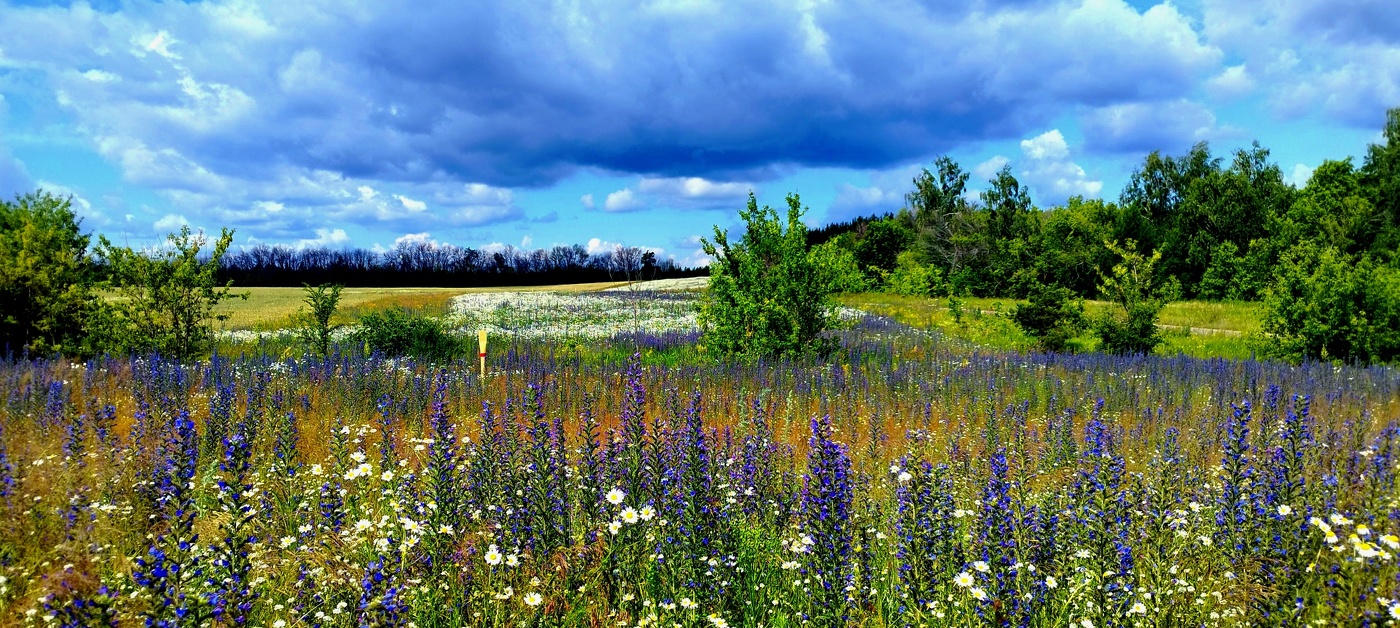 краски лета