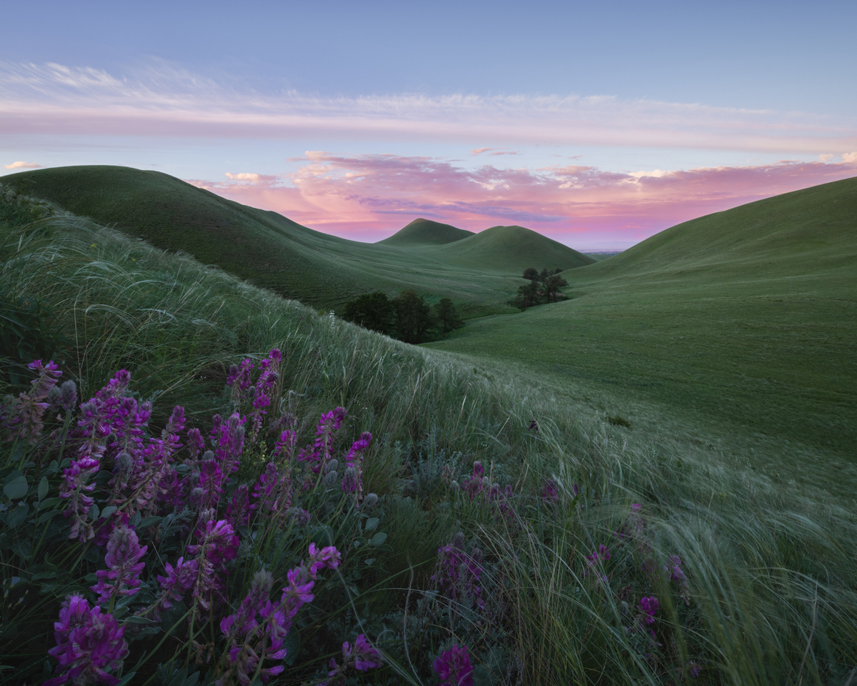 "Цветет копеечник"