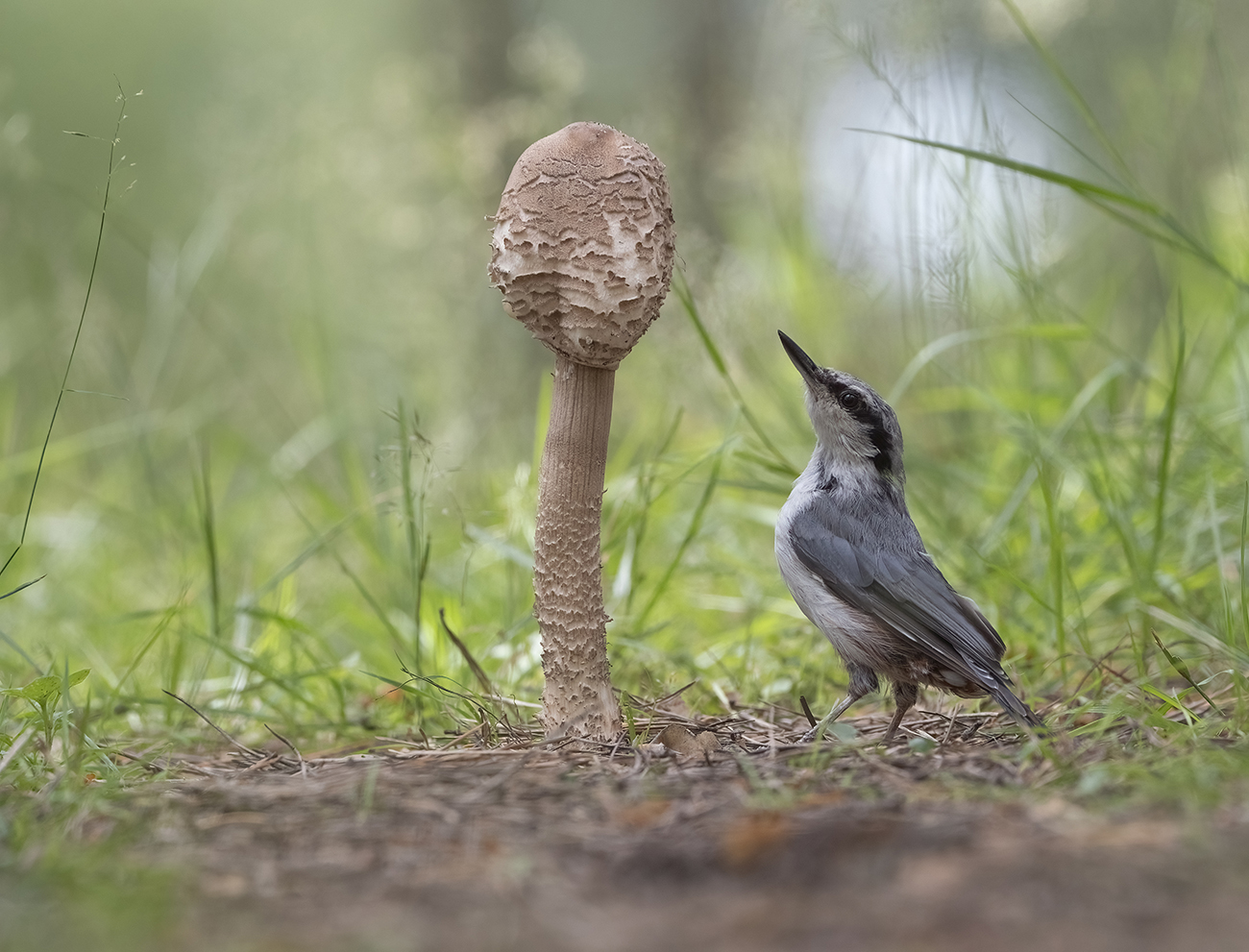 Картинка из леса