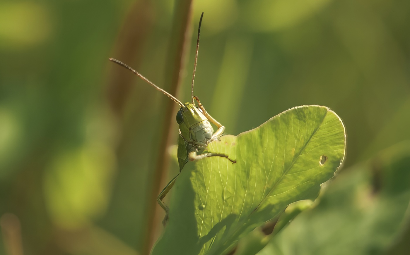 Ох, голова моя несчастная.