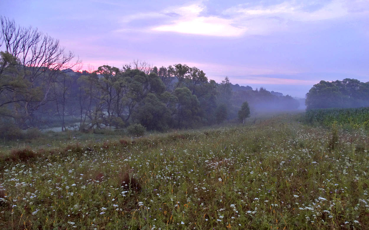 Раннее туманное июльское утро