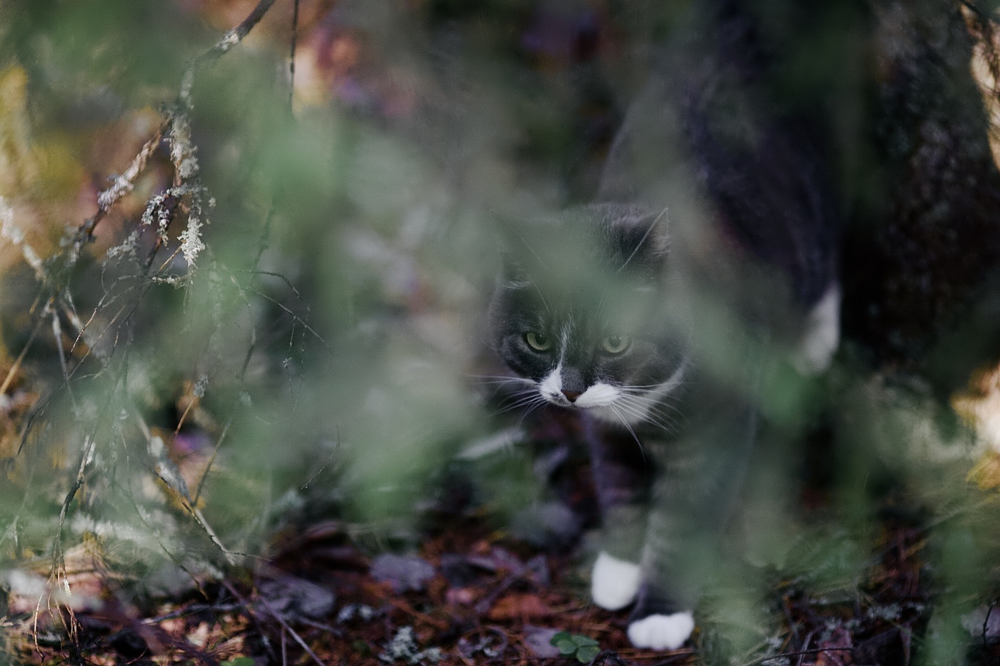 Там на неведомых дорожках..