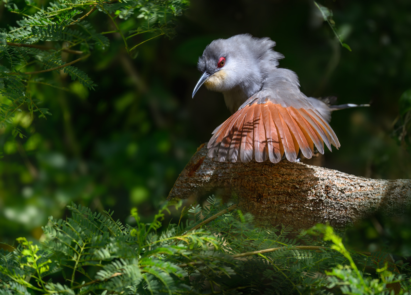 Hispaniolan Lizard-Cuckoo