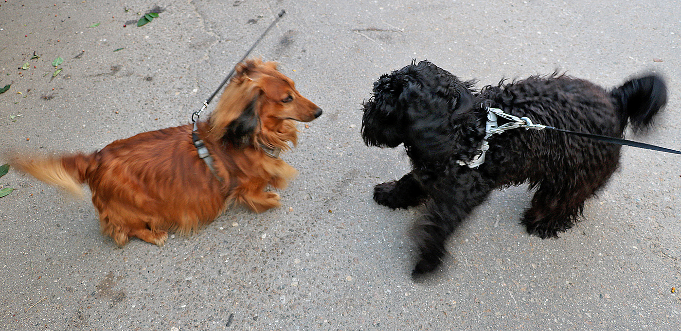 Давай поиграем!