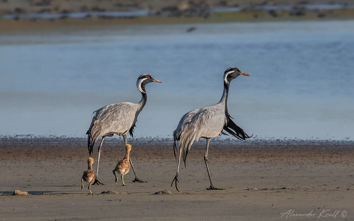 Ячейка птичьего общества