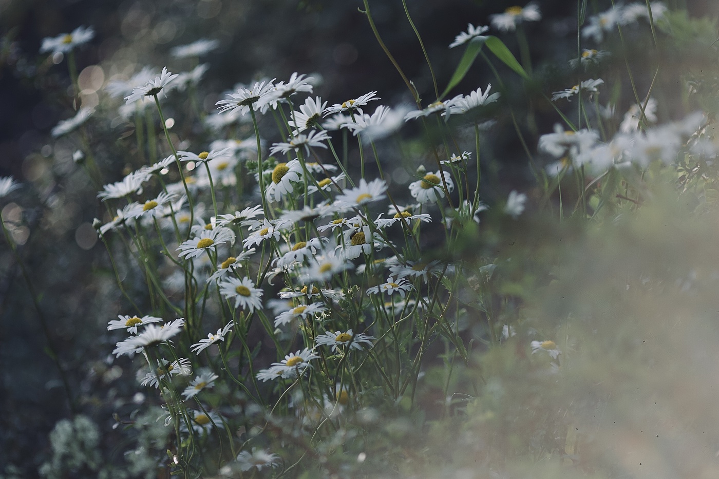 ромашковый вечер