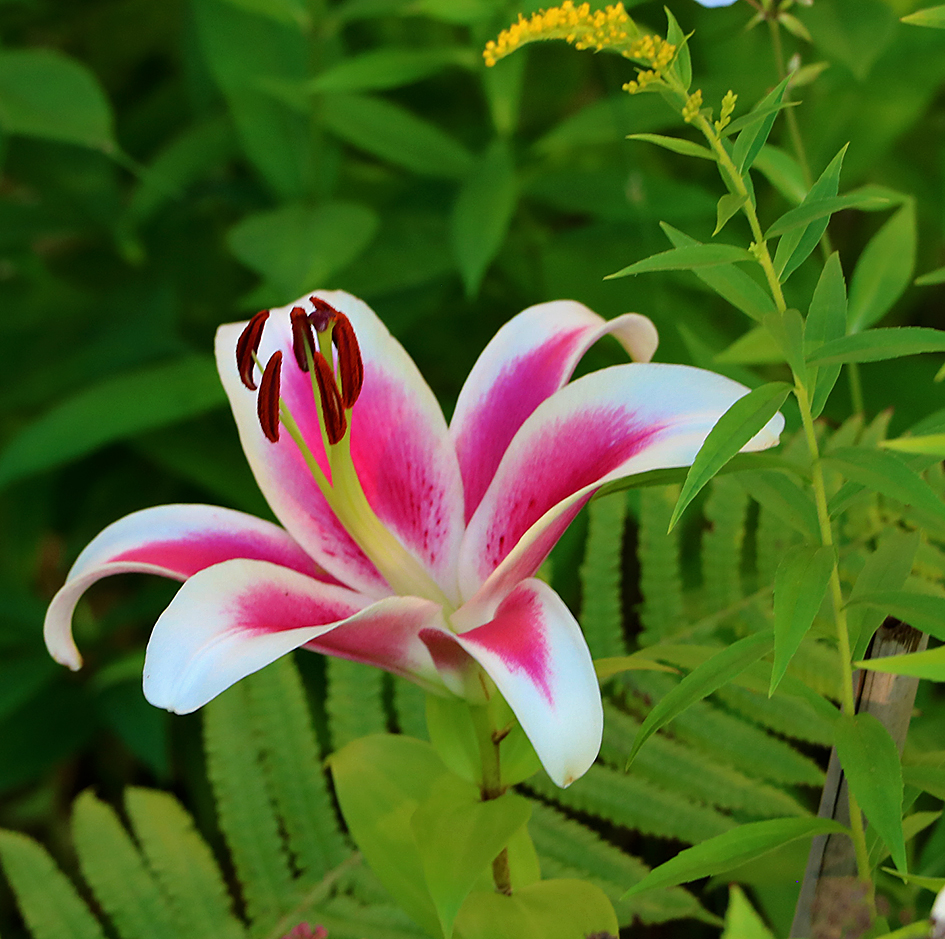 Июльская красавица