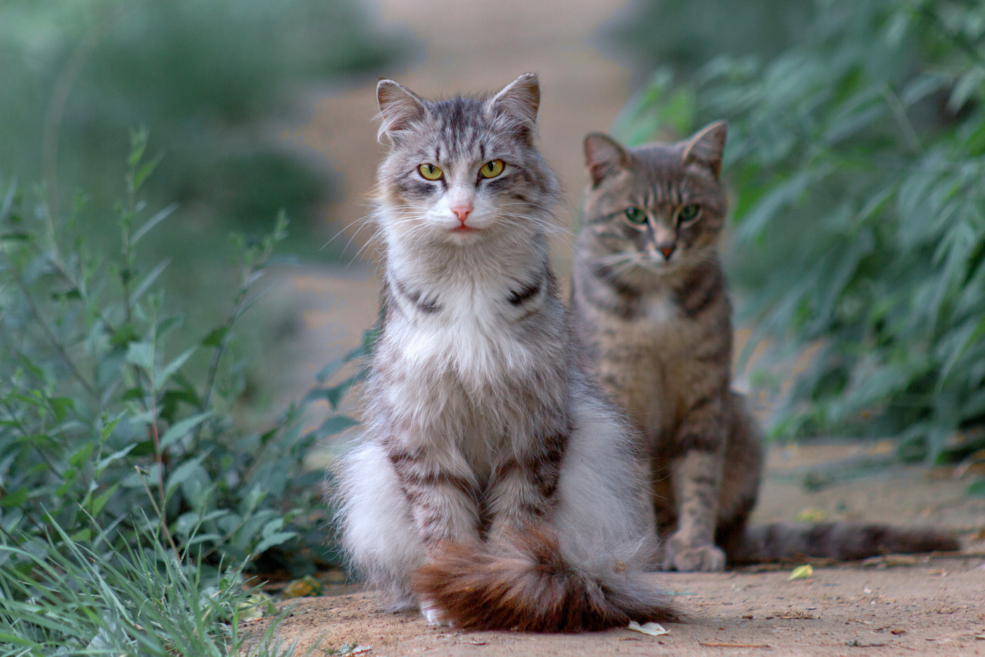 "Нарисовались"