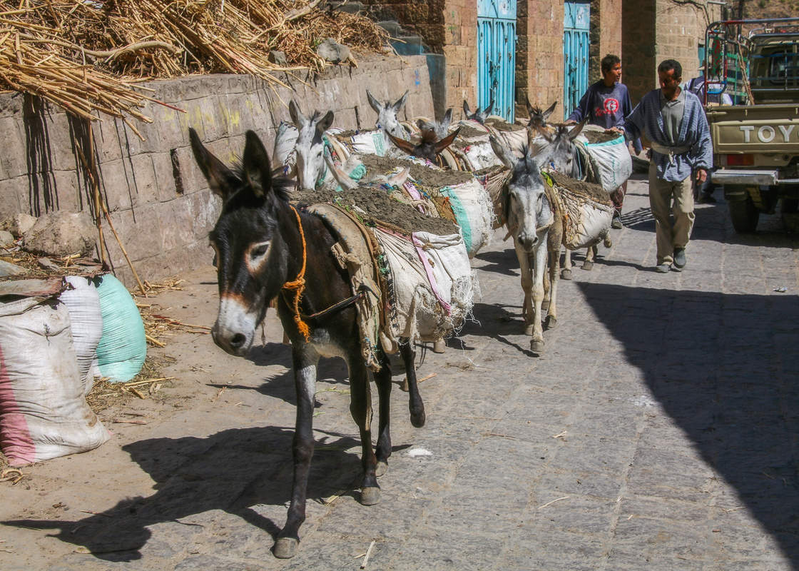 Сколько ослов на снимке?