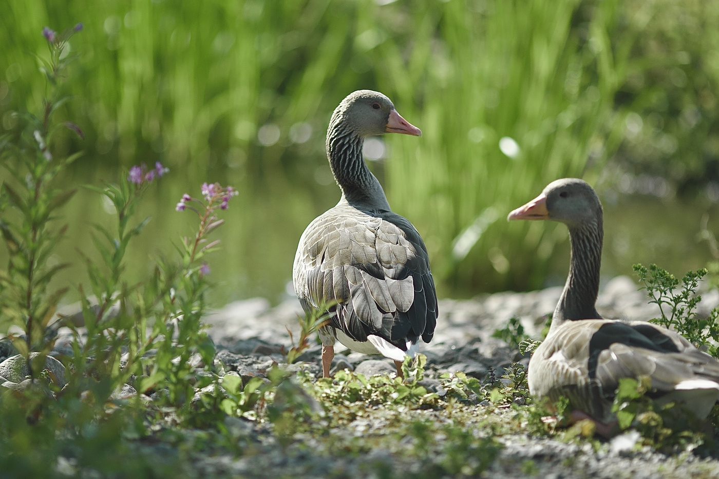 два товарища..