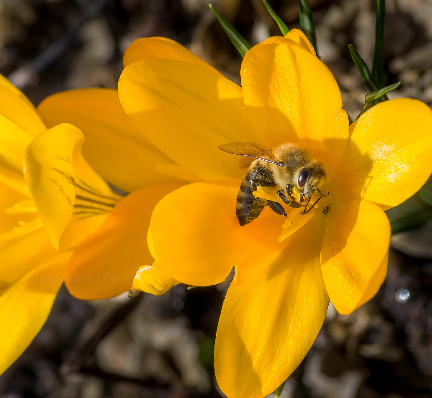 Пчела медоносная на крокусе.
