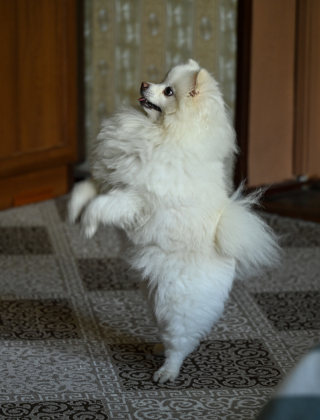 Пипа танцует