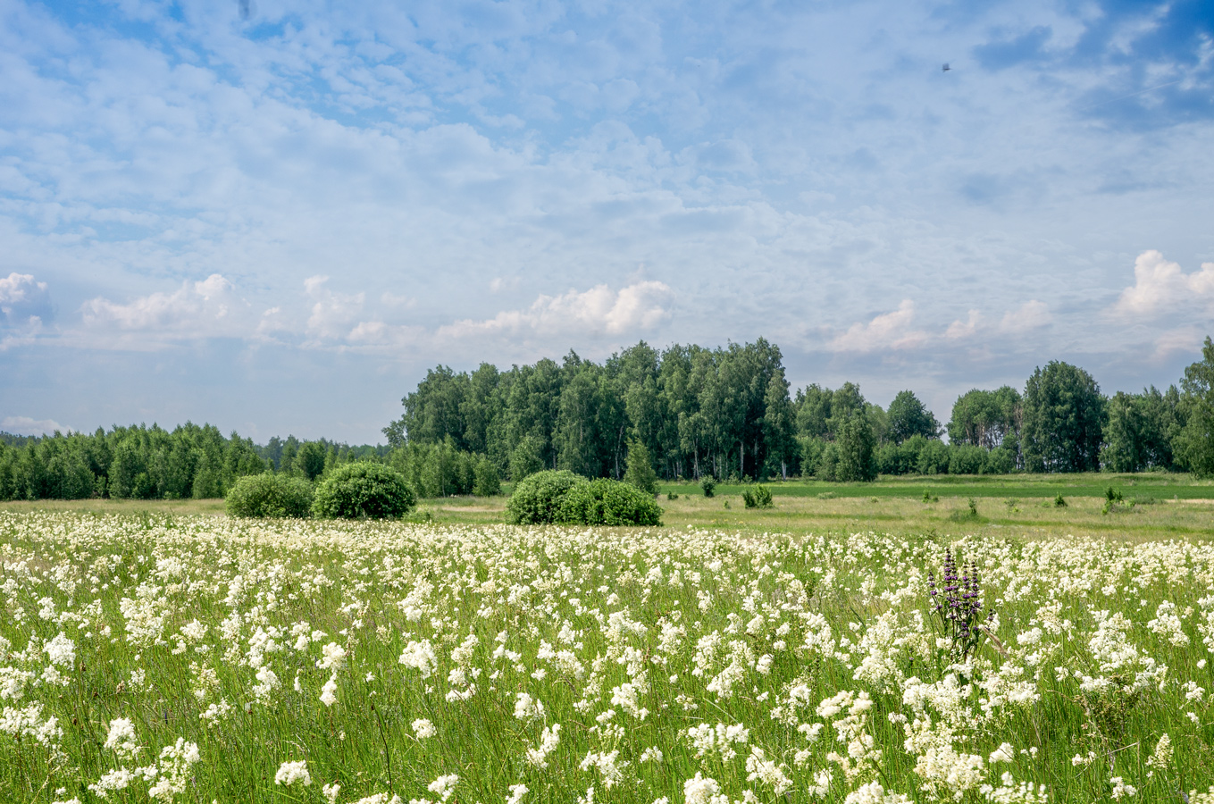 Лабазник цветёт