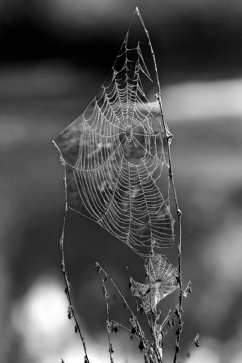 Летняя паутина