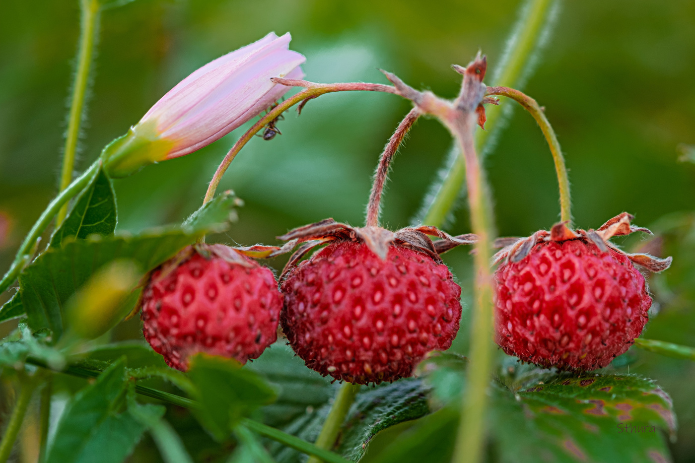 Полевая клубника.