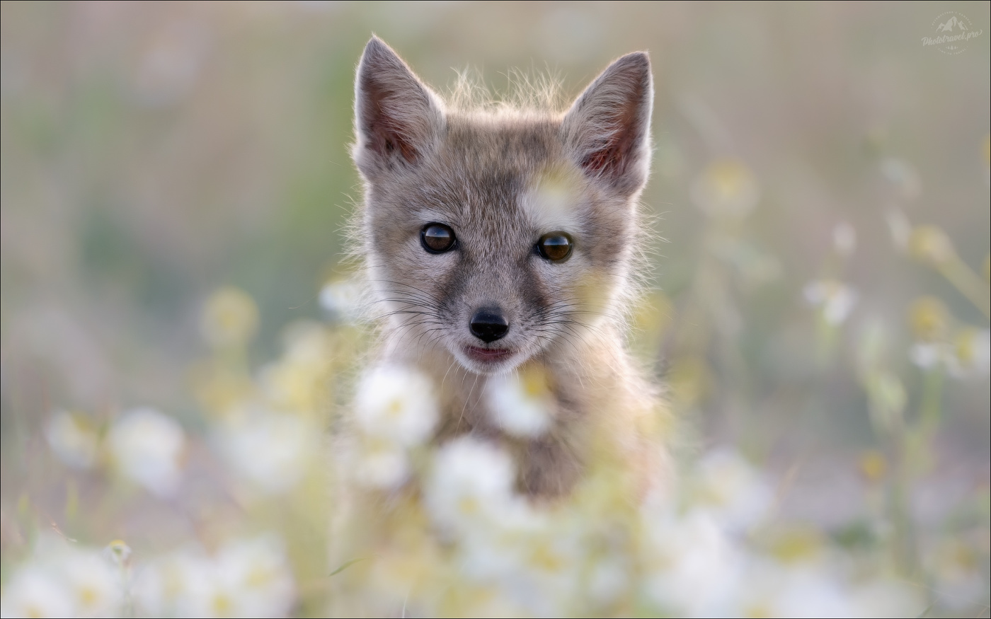 Милашка в ромашках