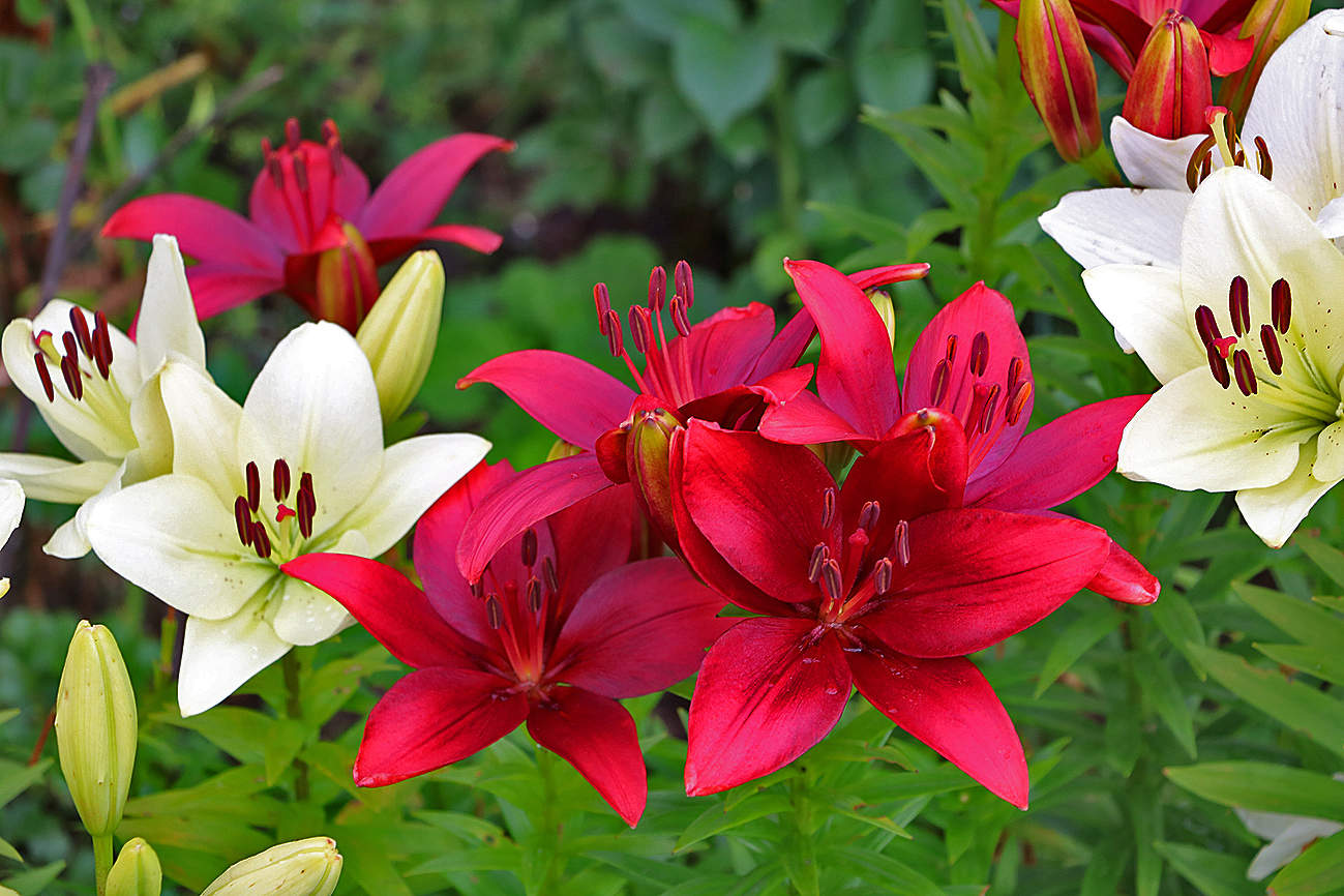 Июль - время лилий