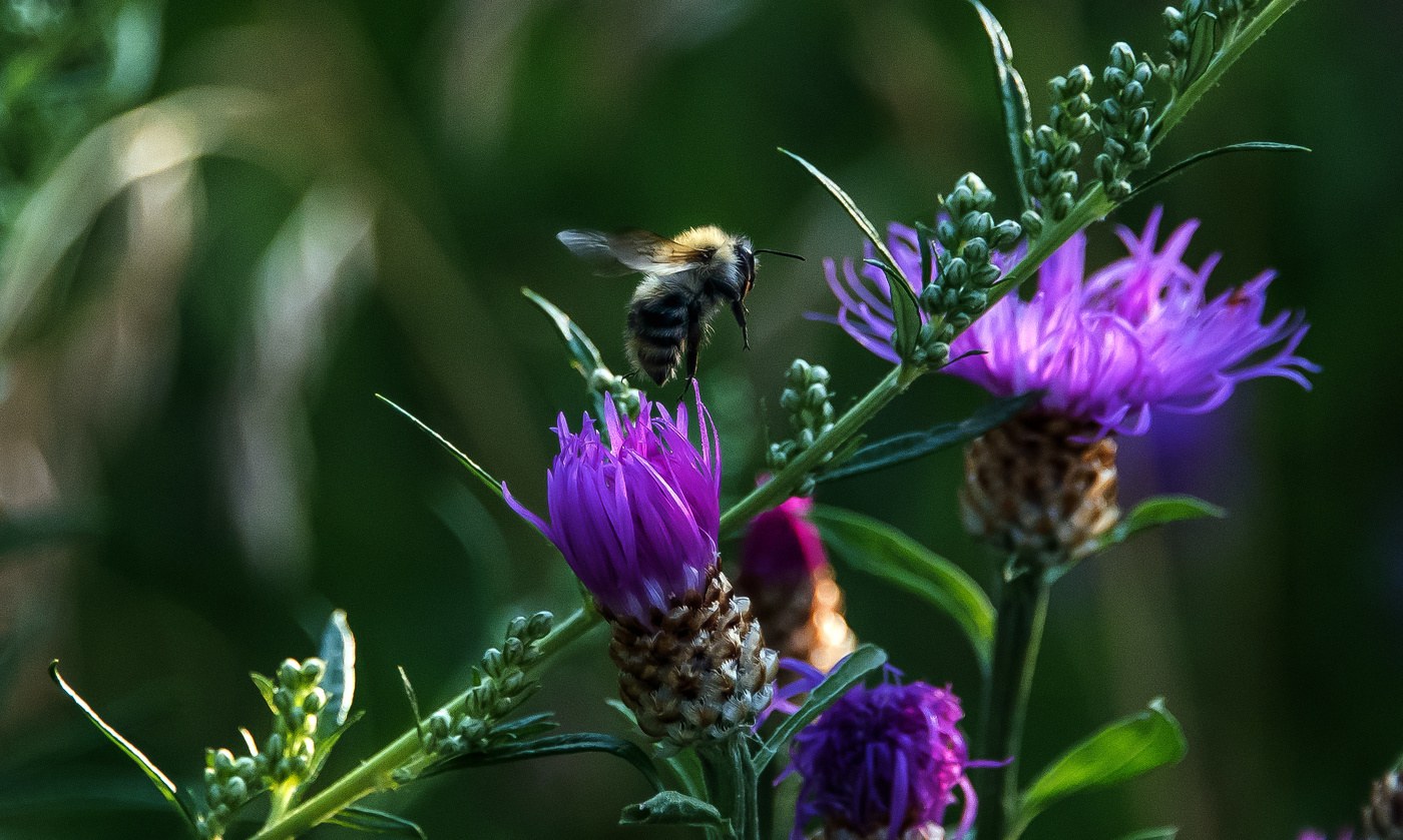 Мир шмелей.