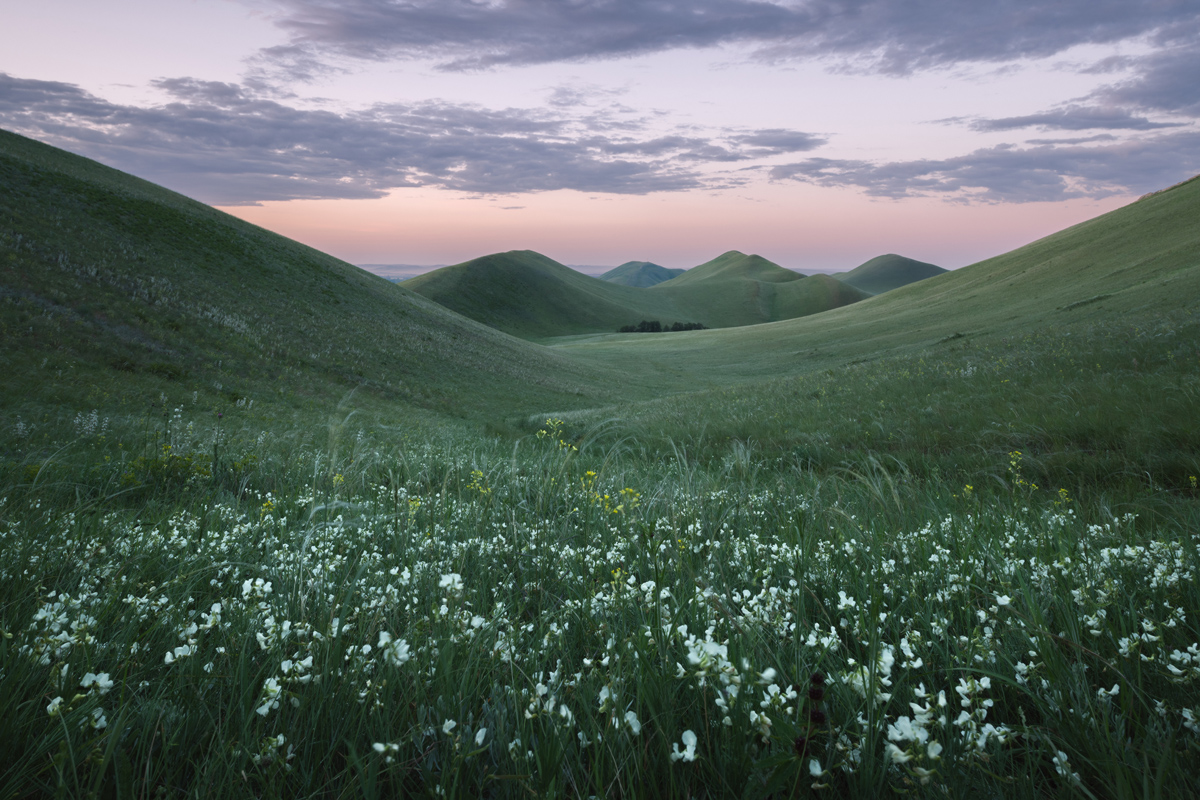 "Цветет чина"