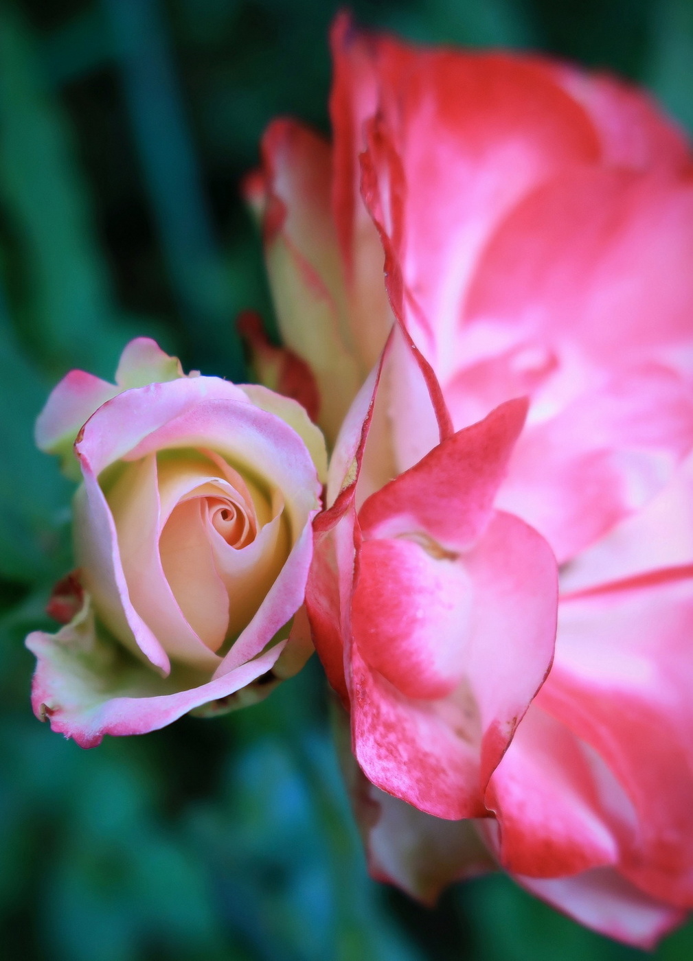 Флорибунда и её дочка