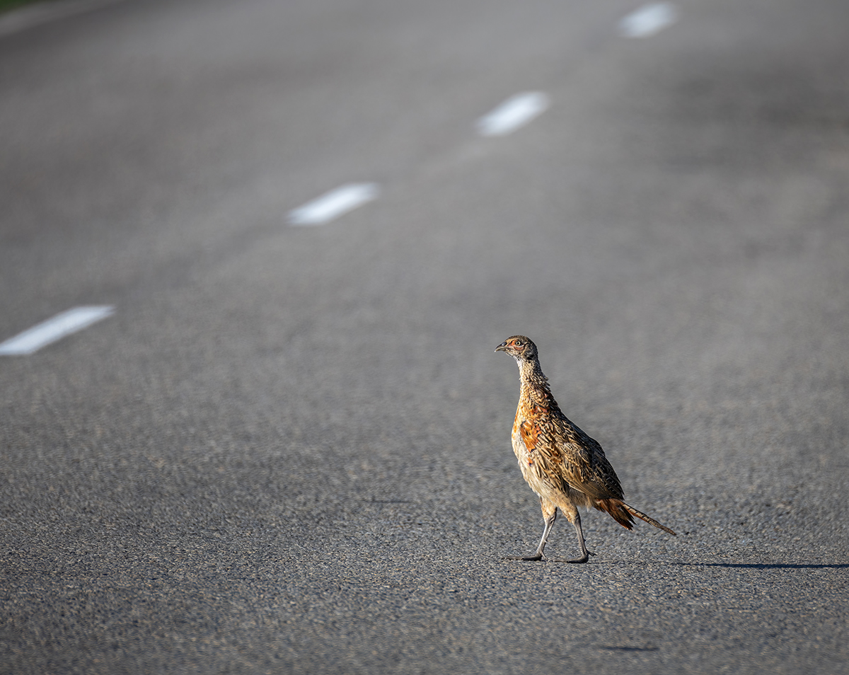 Переход в неположенном месте