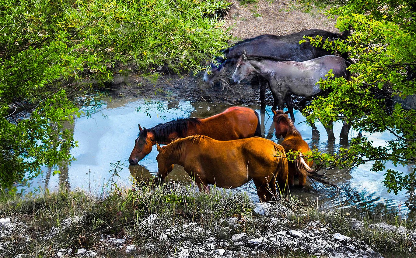 Нестерпимая жажда