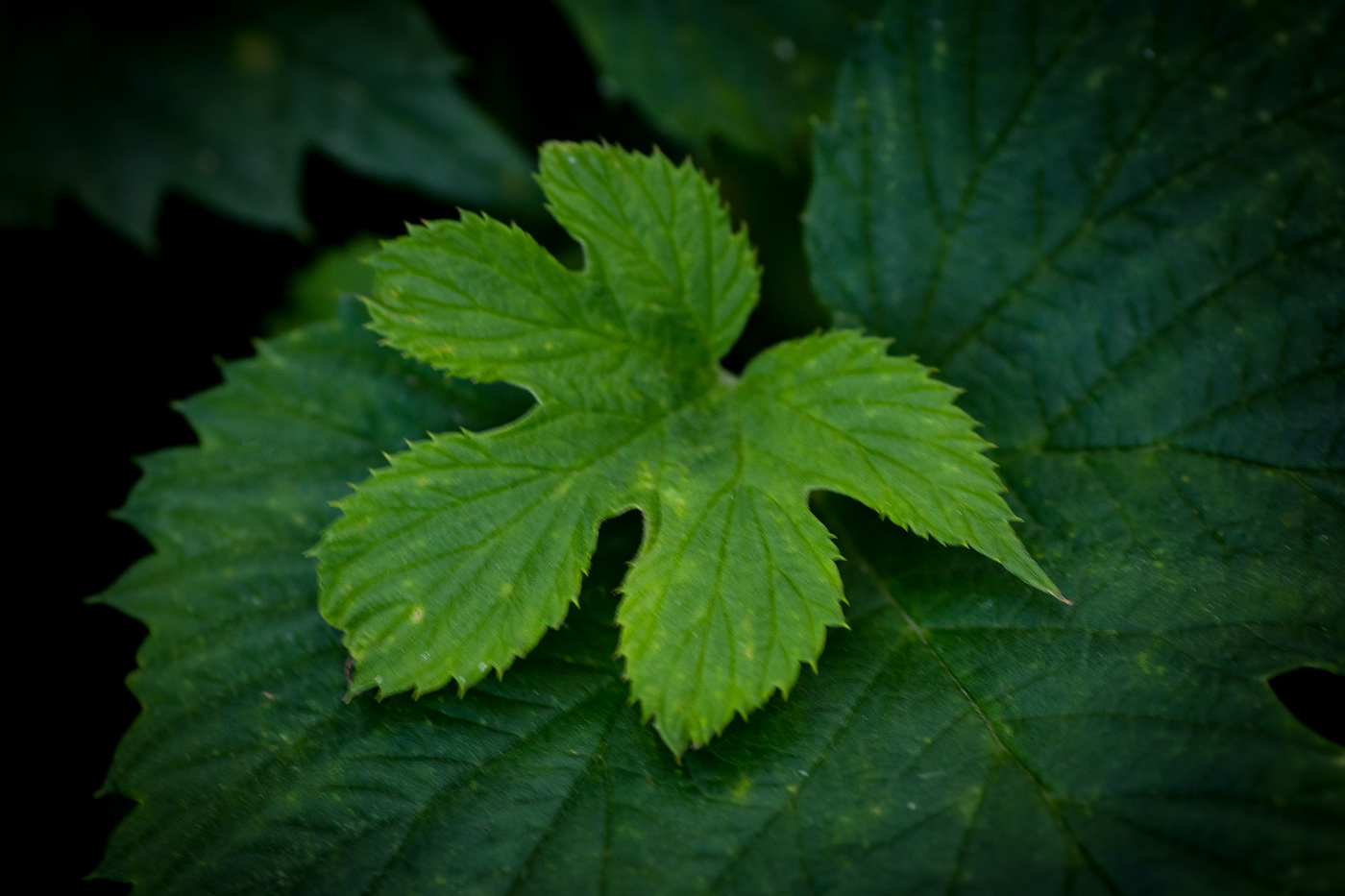 Хмельной этюд