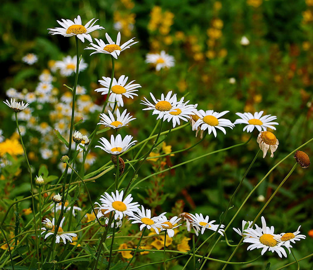 Мои любимые ромашки
