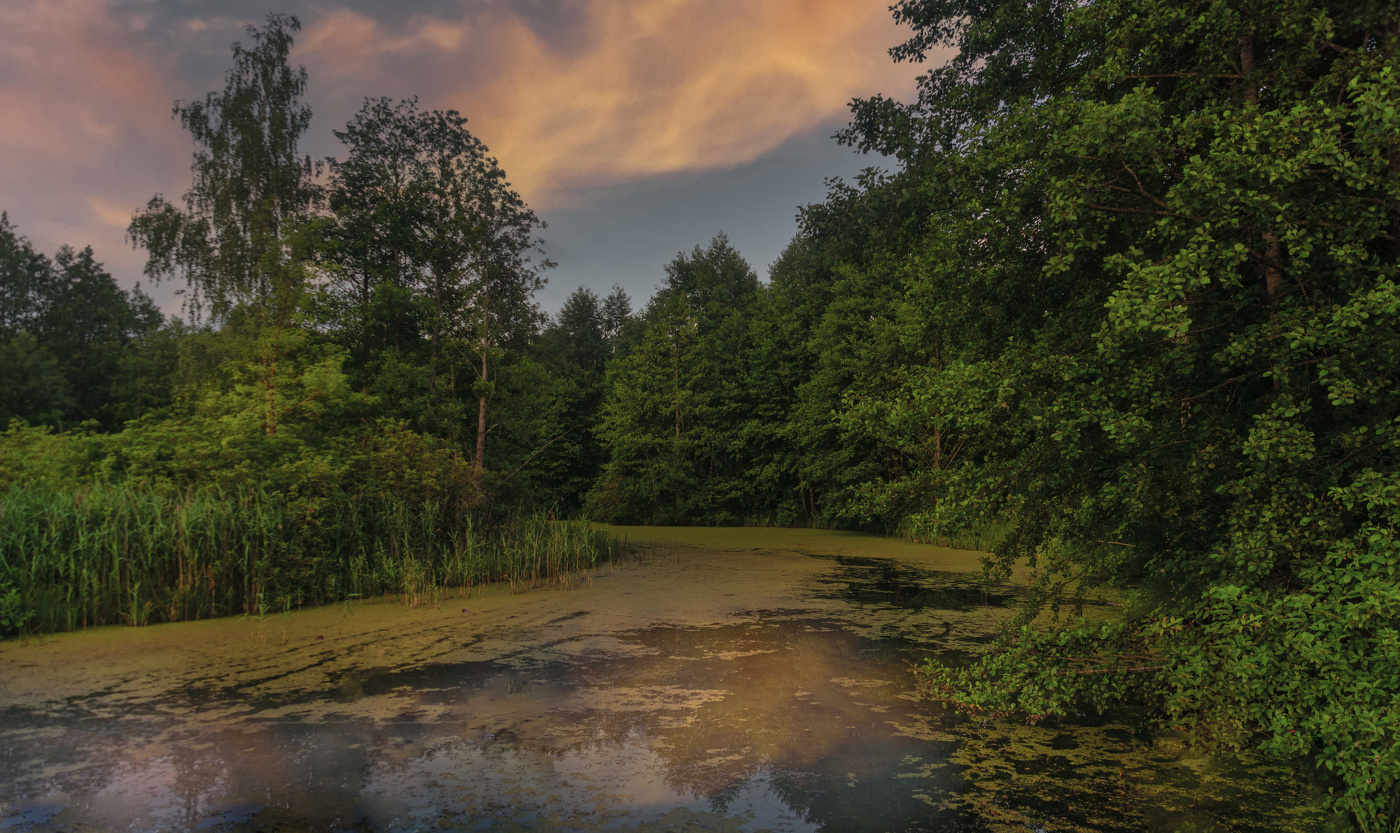 Вечер на болоте