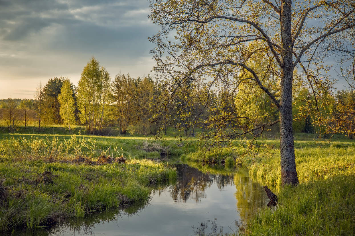 Суворощь на рассвете