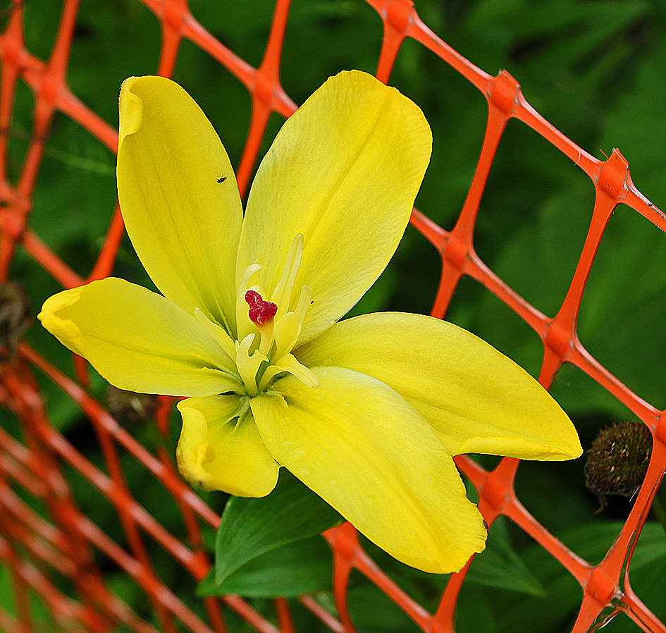 О, дайте, дайте мне свободу...