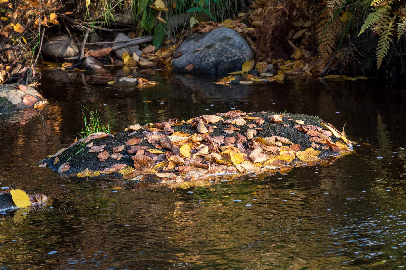 Осень в Верхнем парке Ораниенбаума.