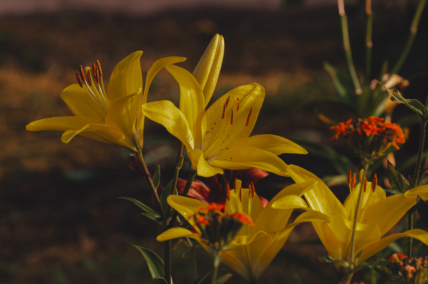 У цветов свой язык. Они молчат, но говорят о многом!
