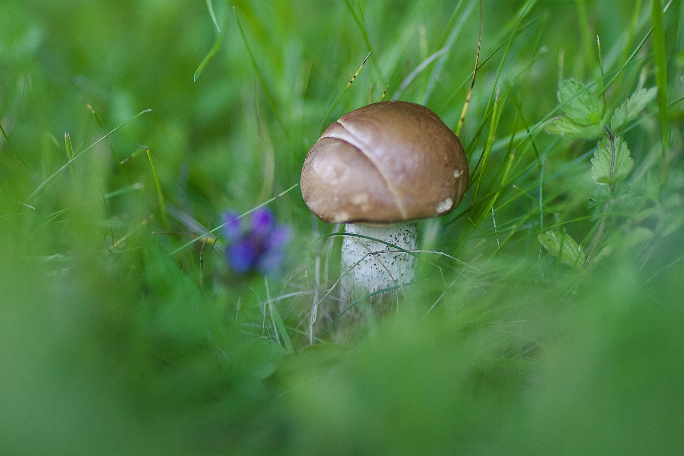 первый замеченный