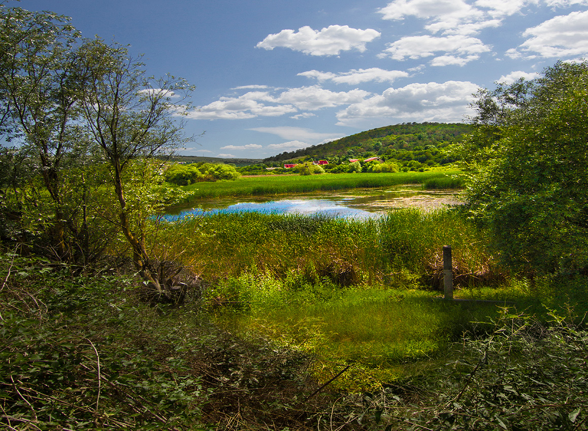 Заросшая запруда