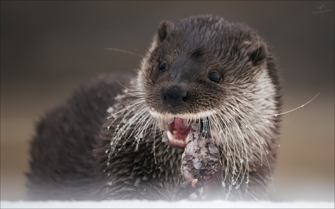 Рыбный день